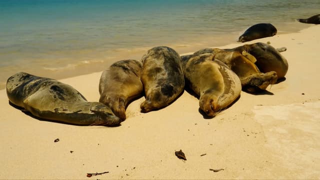 S01:E02 - Ocean of Confusion