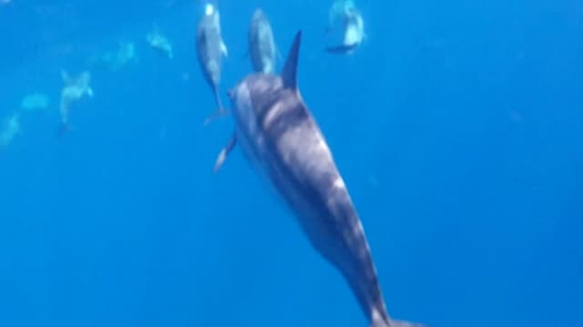 S02:E31 - Isla Mauricio