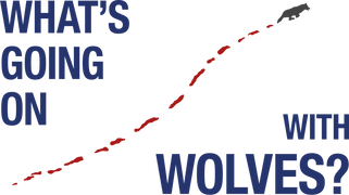What's Going on With Wolves?