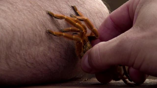 S02:E02 - Arachnophobia