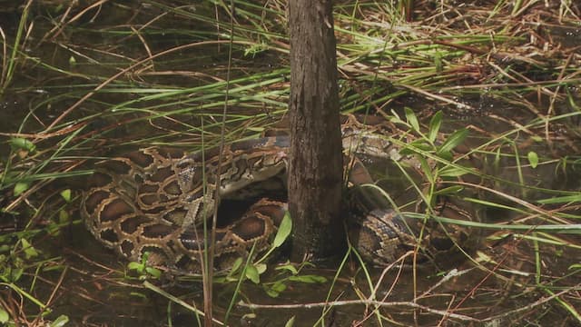 S02:E05 - Outlaw Country