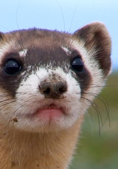 S01:E10 - Baby Animals poster