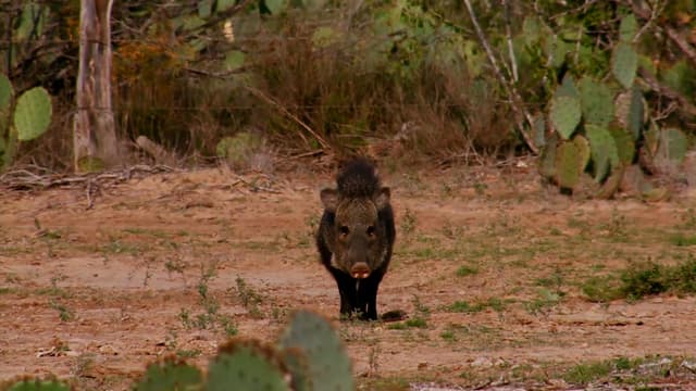 S11:E05 - Hunting Is Fun, Texas