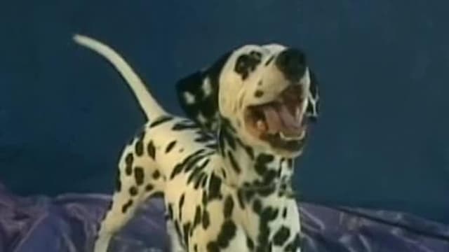 S01:E02 - Dalmatians