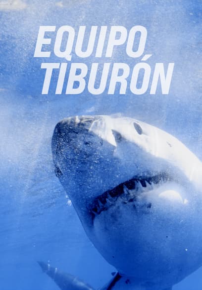 Equipo Tiburón