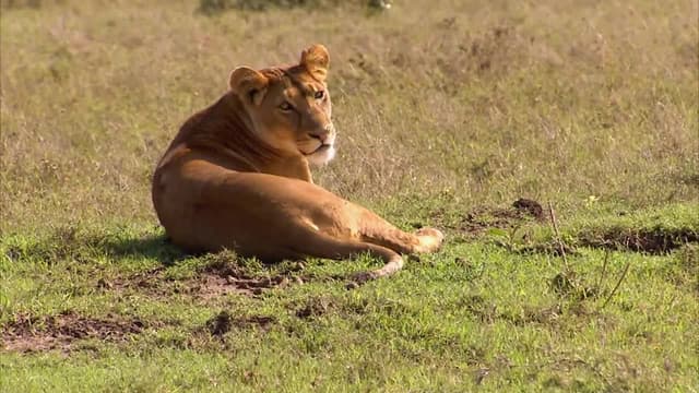 S01:E18 - Pasha Research Lion