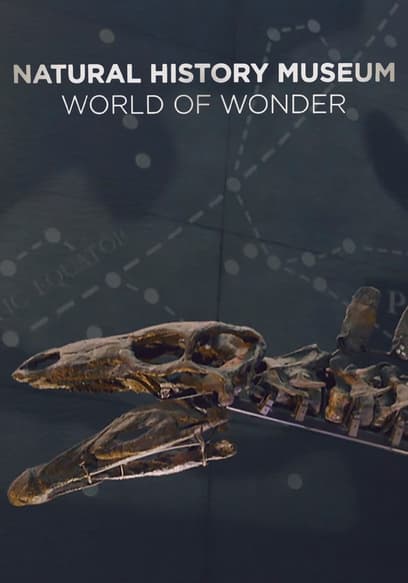 Natural History Museum: World of Wonder