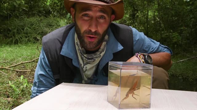 S02:E09 - Giant Water Bug Bite