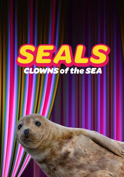 Seals: Clowns of the Sea