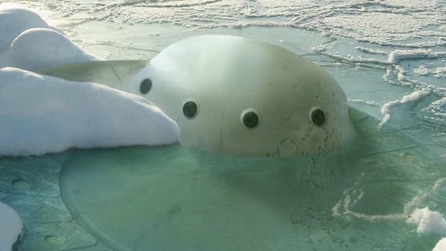 S01:E03 - Moon, Mars and Antarctic Anomalies