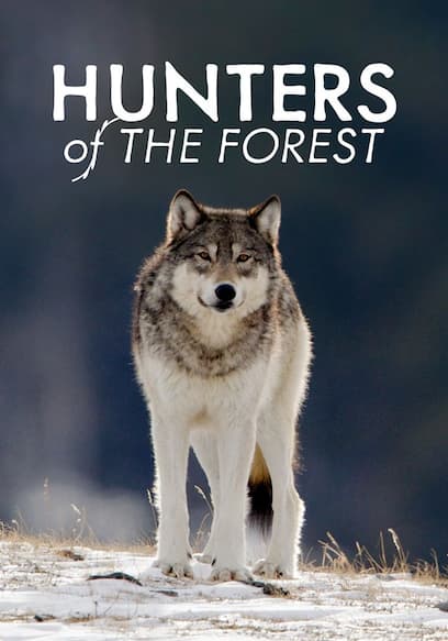 Hunters of the Forest