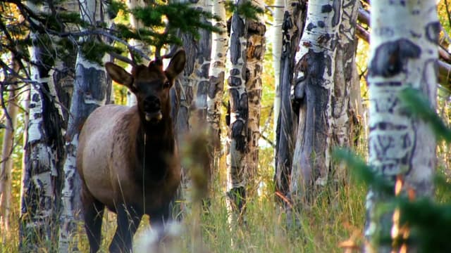 S10:E16 - Eva Hunting Elk in Colorado