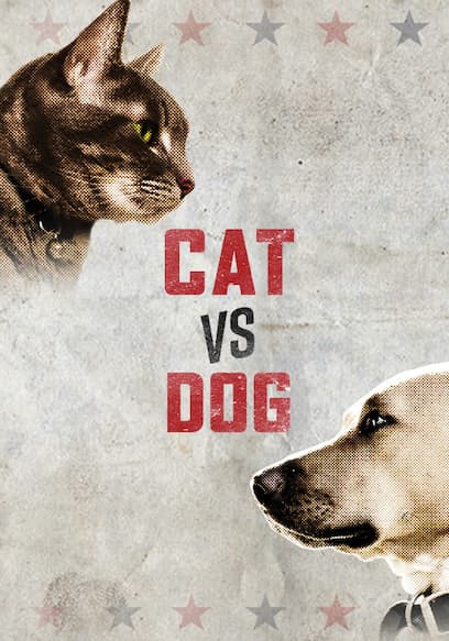 Cat vs. Dog