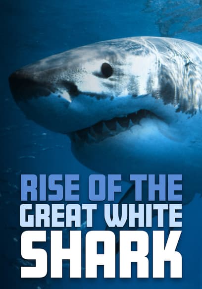 Rise of the Great White Shark