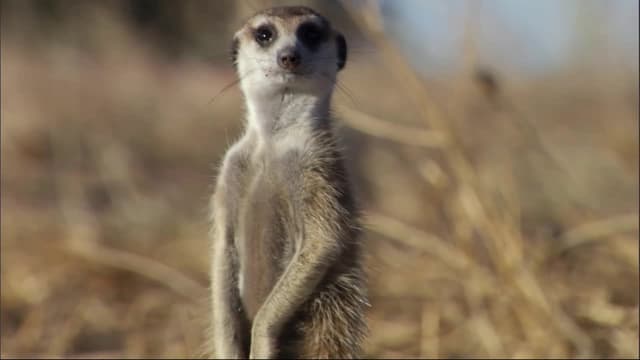 S03:E02 - The Mission