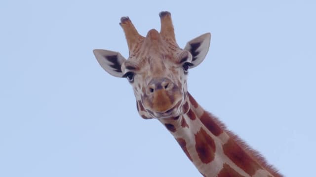 S02:E02 - Giraffe Migration