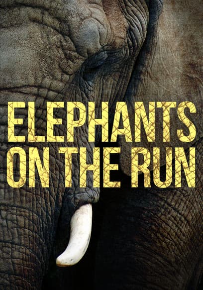 Elephants on the Run