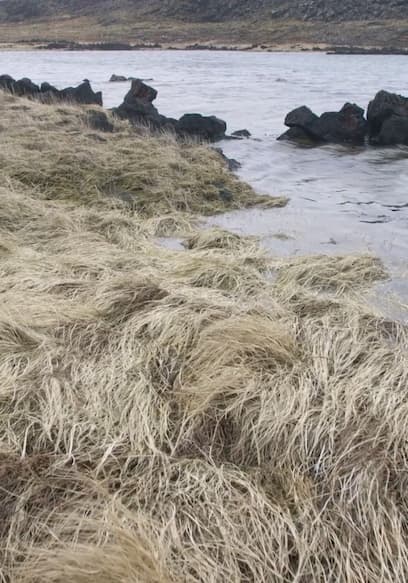 Póster de S01:E08 - The Young Earth of the Reykjanes Peninsula