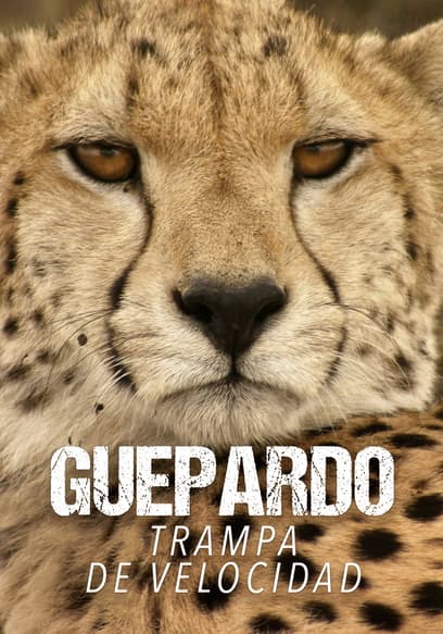 Guepardo: trampa de velocidad (Doblado) poster