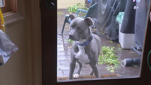 S08:E05 - Homeboys and Hounds