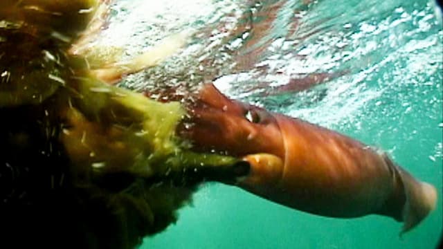 S02:E02 - Aggressive Giant Humboldt Squid Off Newport Beach