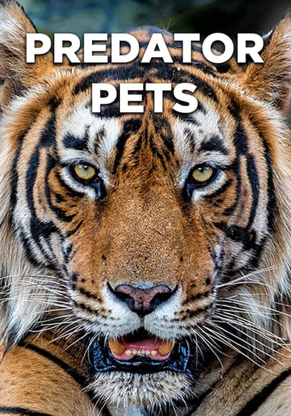 Predator Pets