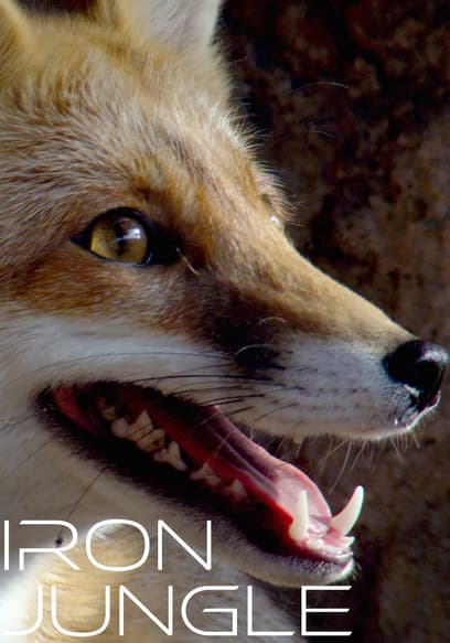 Iron Jungle