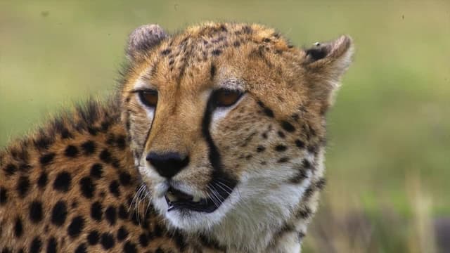 S01:E07 - Las vidas secretas de los guepardos