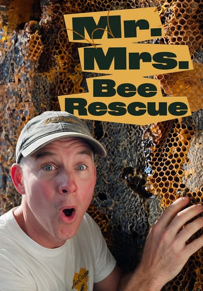 Mr. Mrs. Bee Rescue