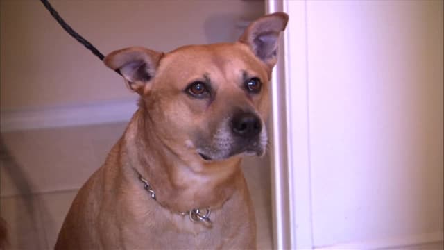 S02:É09 - S02:E09 - Spike in the Heart