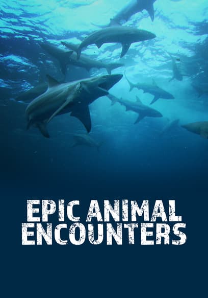 Epic Animal Encounters
