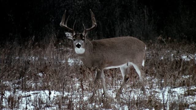 S09:E19 - The Last Hour of the Last Day of My Saskatchewan Whitetail Hunt