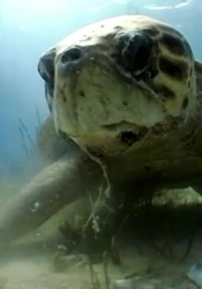 S01:E17 - Sea Turtles poster