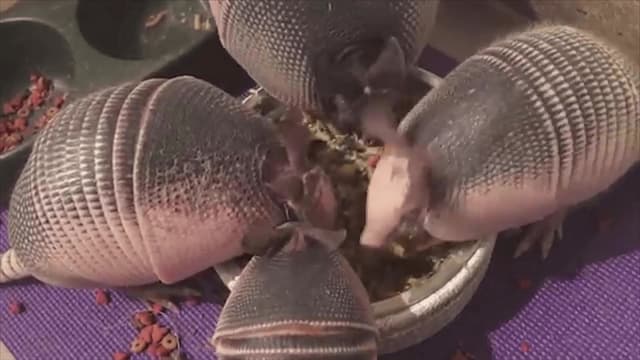 S01:E09 - The Lord of the Ruffs