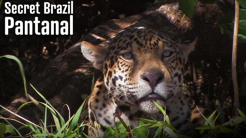 Watch Secret Brazil: Pantanal Streaming Online | Tubi Free TV