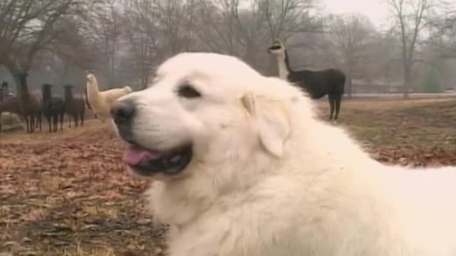 Watch Breed All About It S05:E12 - Great Pyrenees - Free TV Shows | Tubi