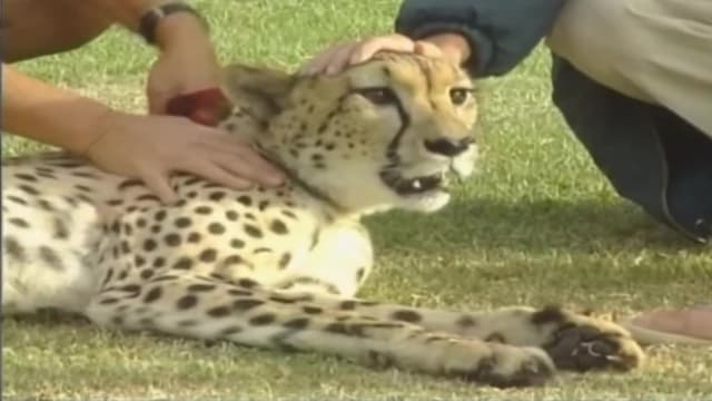 S01:E04 - Wild Animals