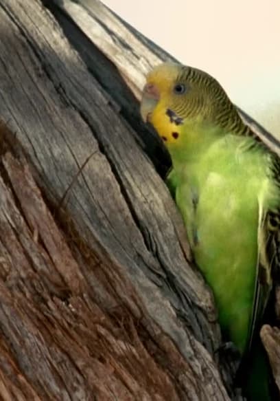 S01:E05 - Budgie poster