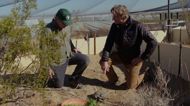 S01:E01 - Desert-Dwelling Tortoises