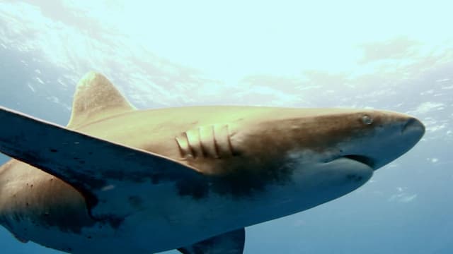 S01:E02 - Oceanic Whitetip Sharks