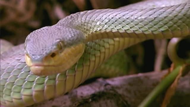 S01:E01 - Horrors: Scariest Animals on Earth