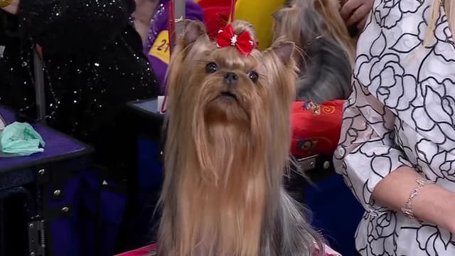 S2025:E01 - Best of Breeds Day 1