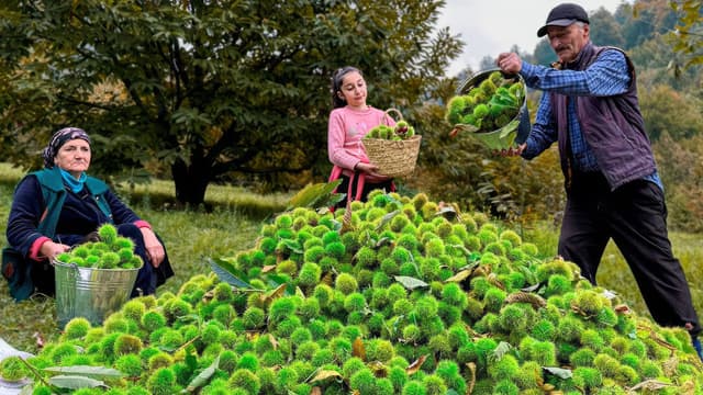 S01:E08 - Mountain of Chestnuts