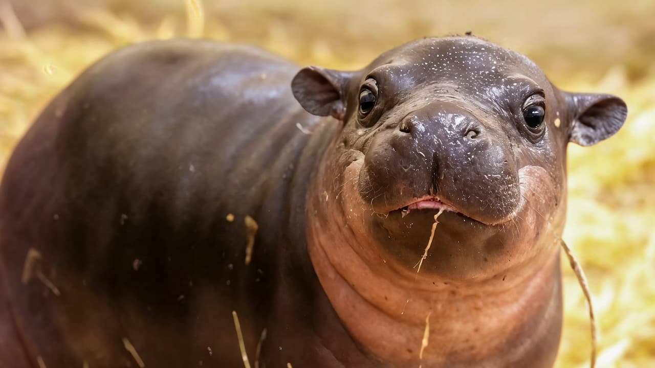 Watch Animalogic: Cutness Overload