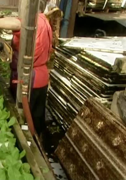 S01:E18 - Hydroponic Lettuce poster