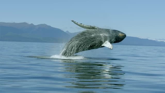 S01:E01 - Grupo De Jorobadas