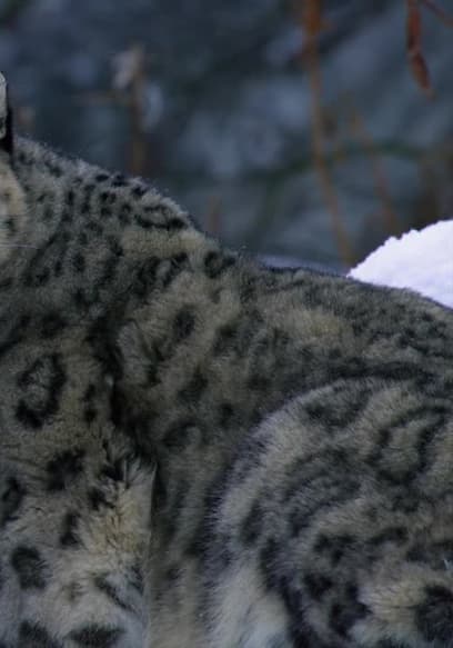S01:E02 - Las vidas secretas de los leopardos de las nieves poster