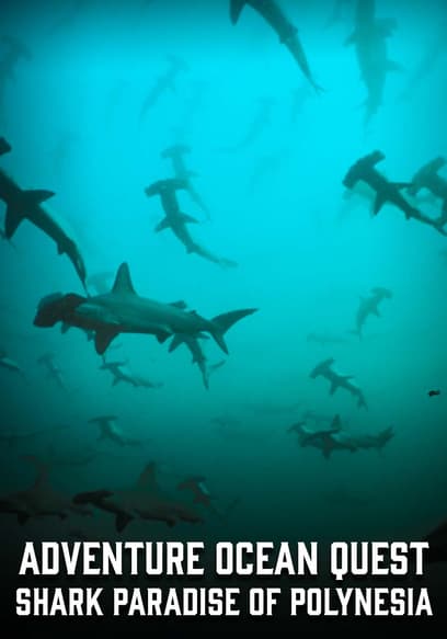 Adventure Ocean Quest: Shark Paradise of Polynesia