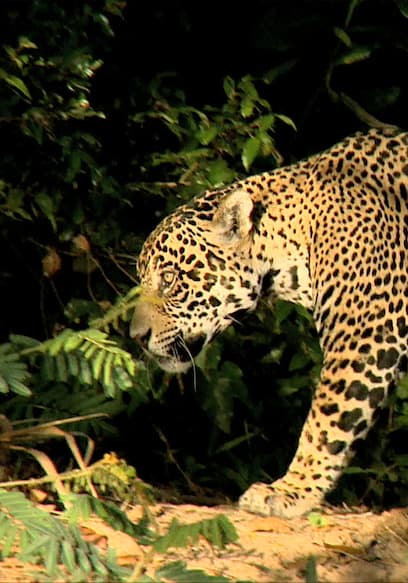 S01:E01 - Underwater Jewels of Pantanal poster