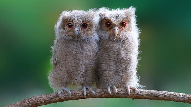 S03:E01 - Baby Animals From Africa